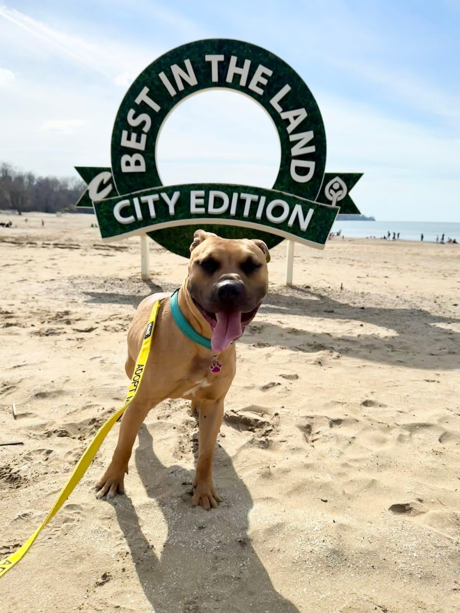 Enlarge Scooter, a ADOPTABLE mixed breed in Grafton, OH image 4/4