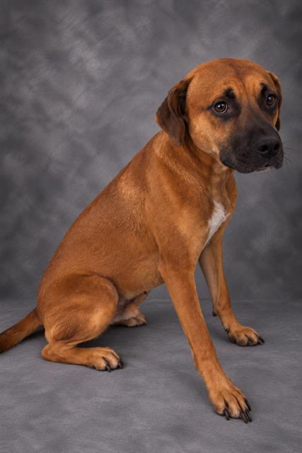 Enlarge A1282989, a Adoptable mixed breed in Winter Haven, FL image 1/1