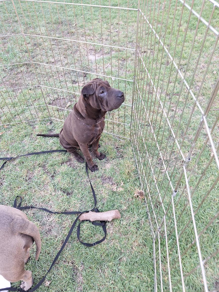 Enlarge Edie, a Adopted Shar-Pei in Marina del Rey, CA image 1/2