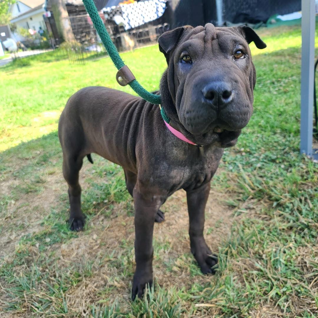 Enlarge Edie, a Adopted Shar-Pei in Marina del Rey, CA image 2/2