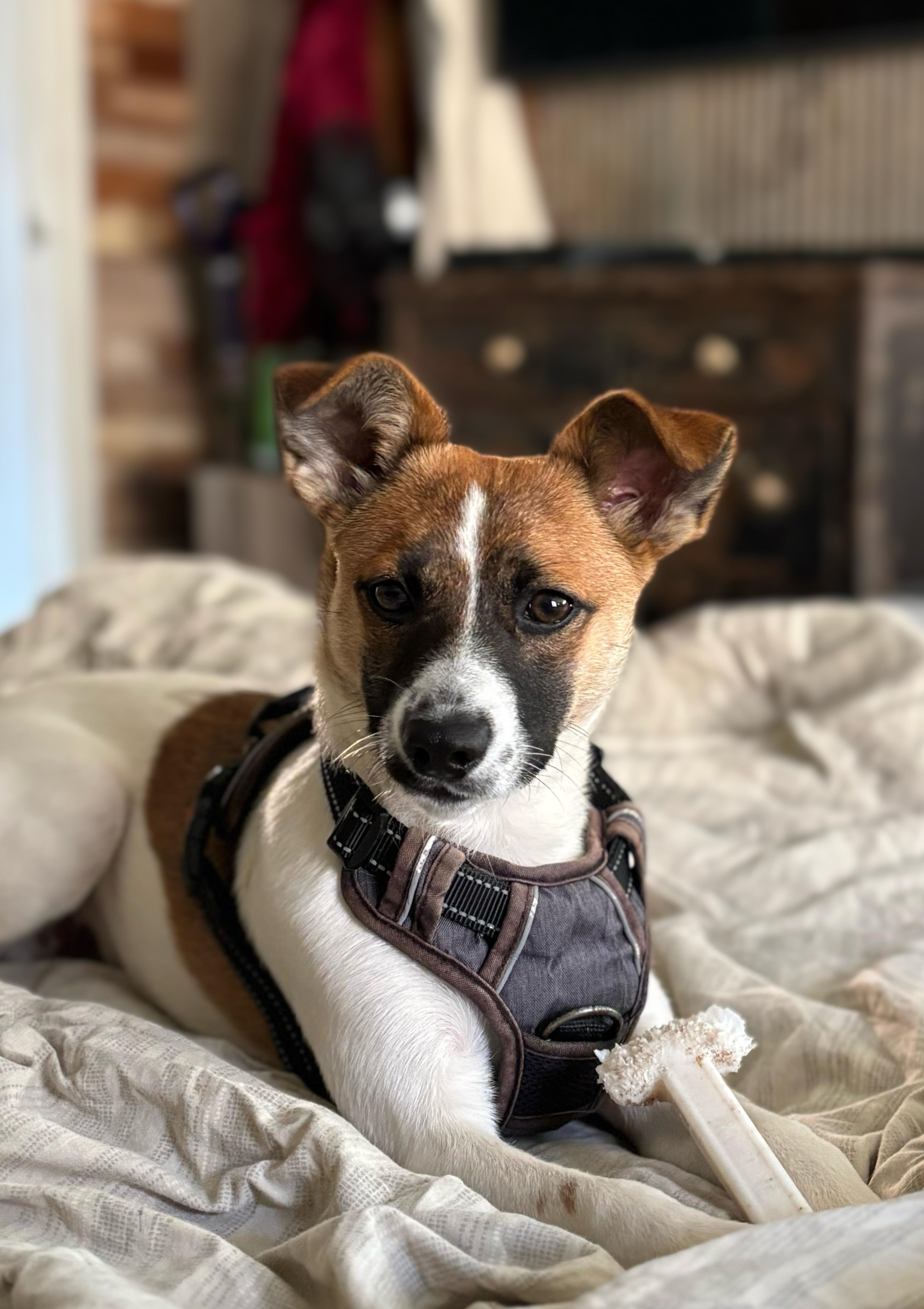 Enlarge Copper, an adopted mixed breed in Concord, NC image 2/6