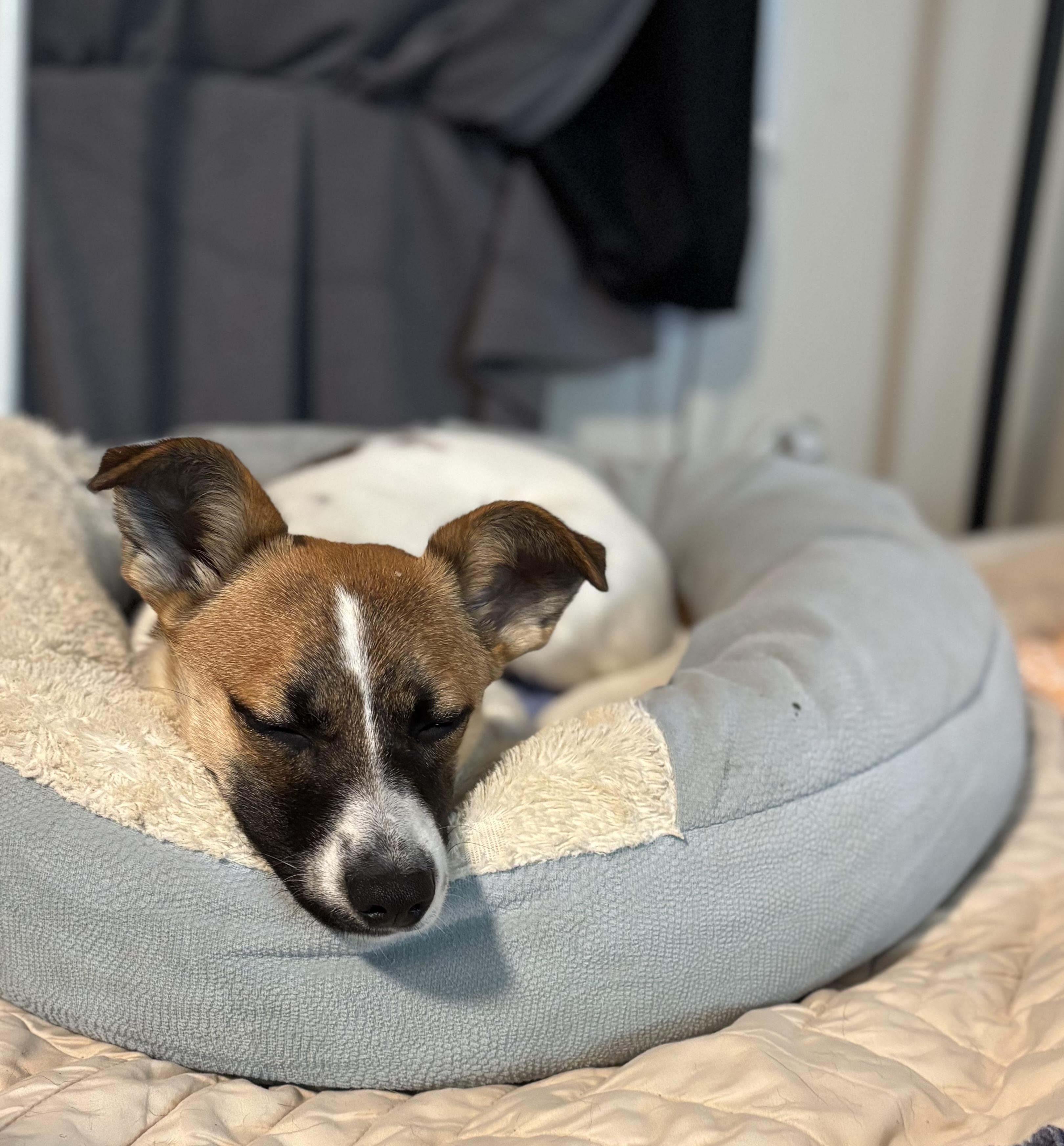 Enlarge Copper, an adopted mixed breed in Concord, NC image 5/6