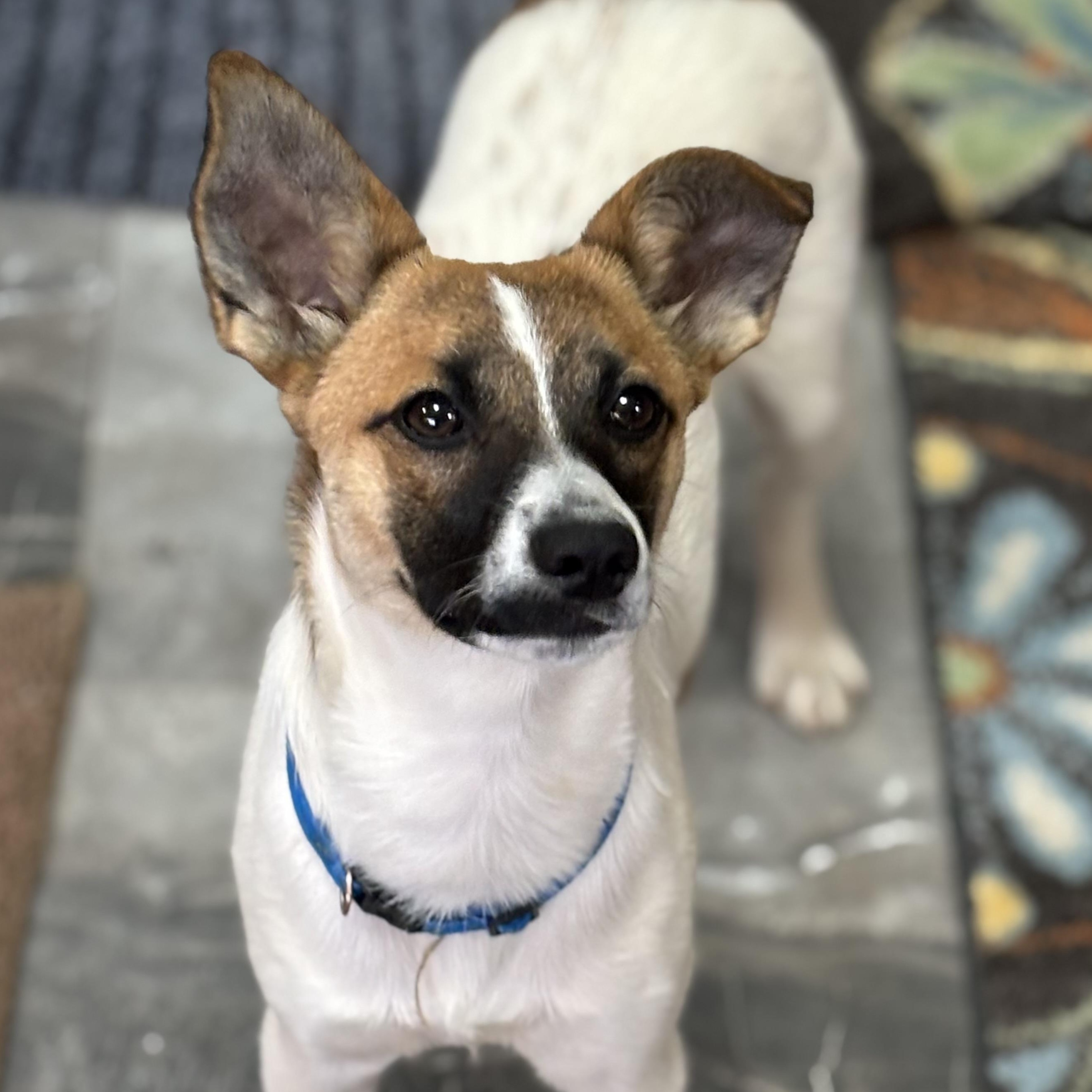 Copper, adopted, Young Male Rat Terrier & Jack Russell Terrier.