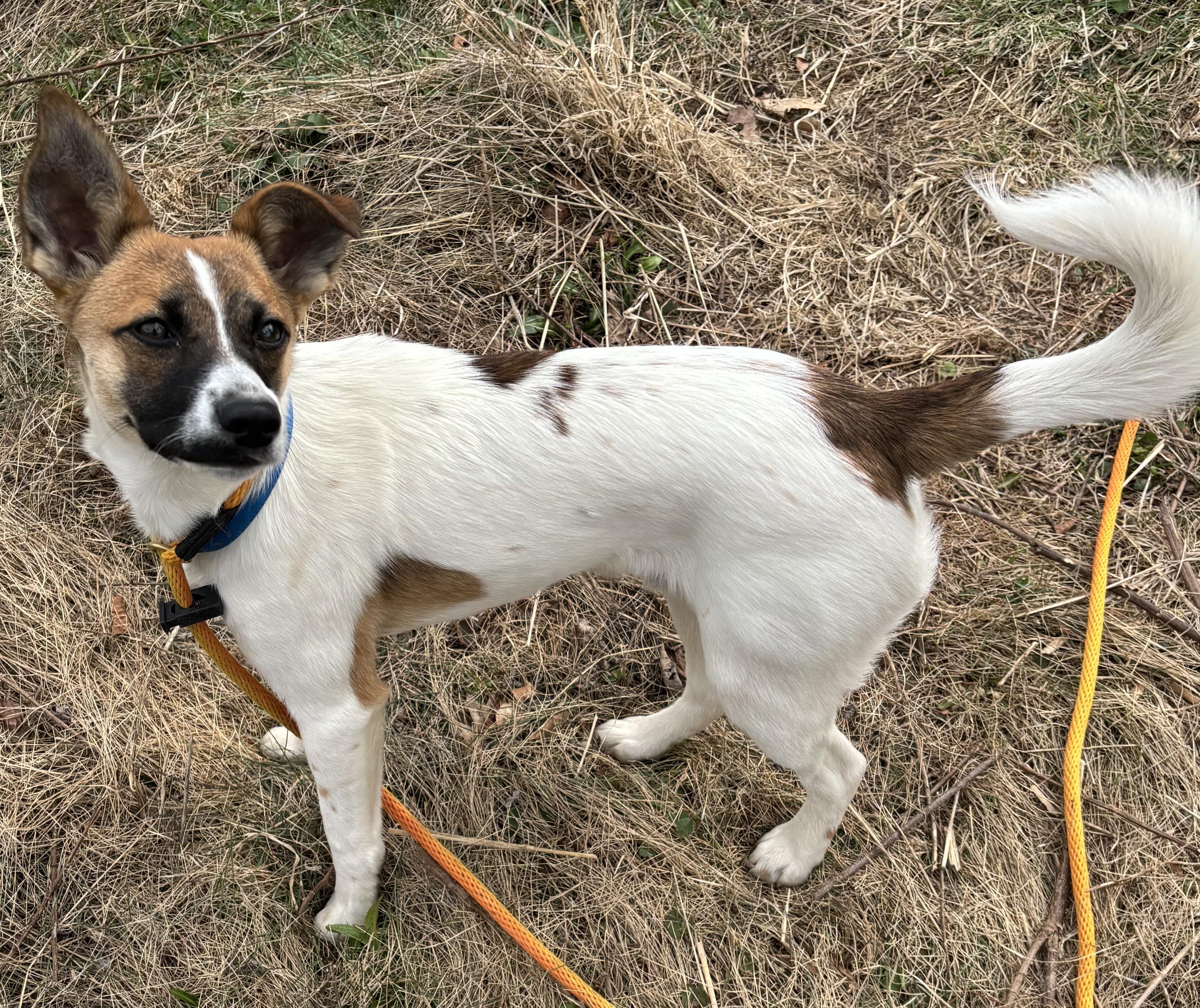Enlarge Copper, an adopted mixed breed in Concord, NC image 3/6