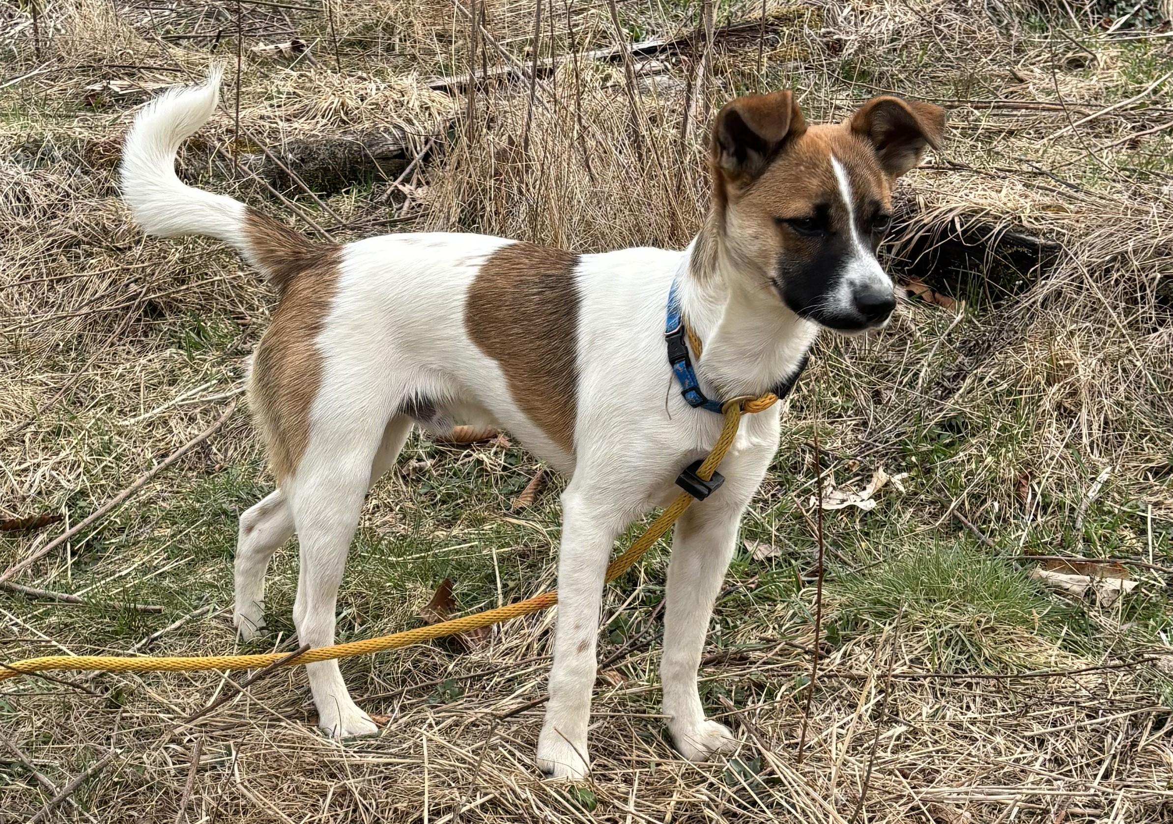 Enlarge Copper, an adopted mixed breed in Concord, NC image 4/6