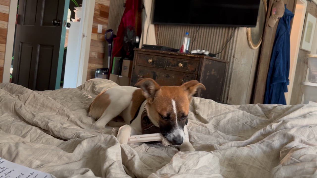 Enlarge Copper, an adopted mixed breed in Concord, NC video 6/6