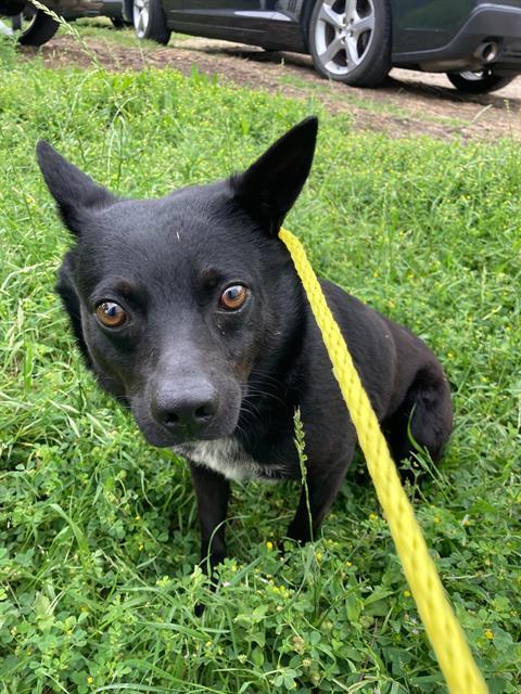 Enlarge GRAVEL, a Adoptable Mixed Breed in Dallas, TX image 1/1