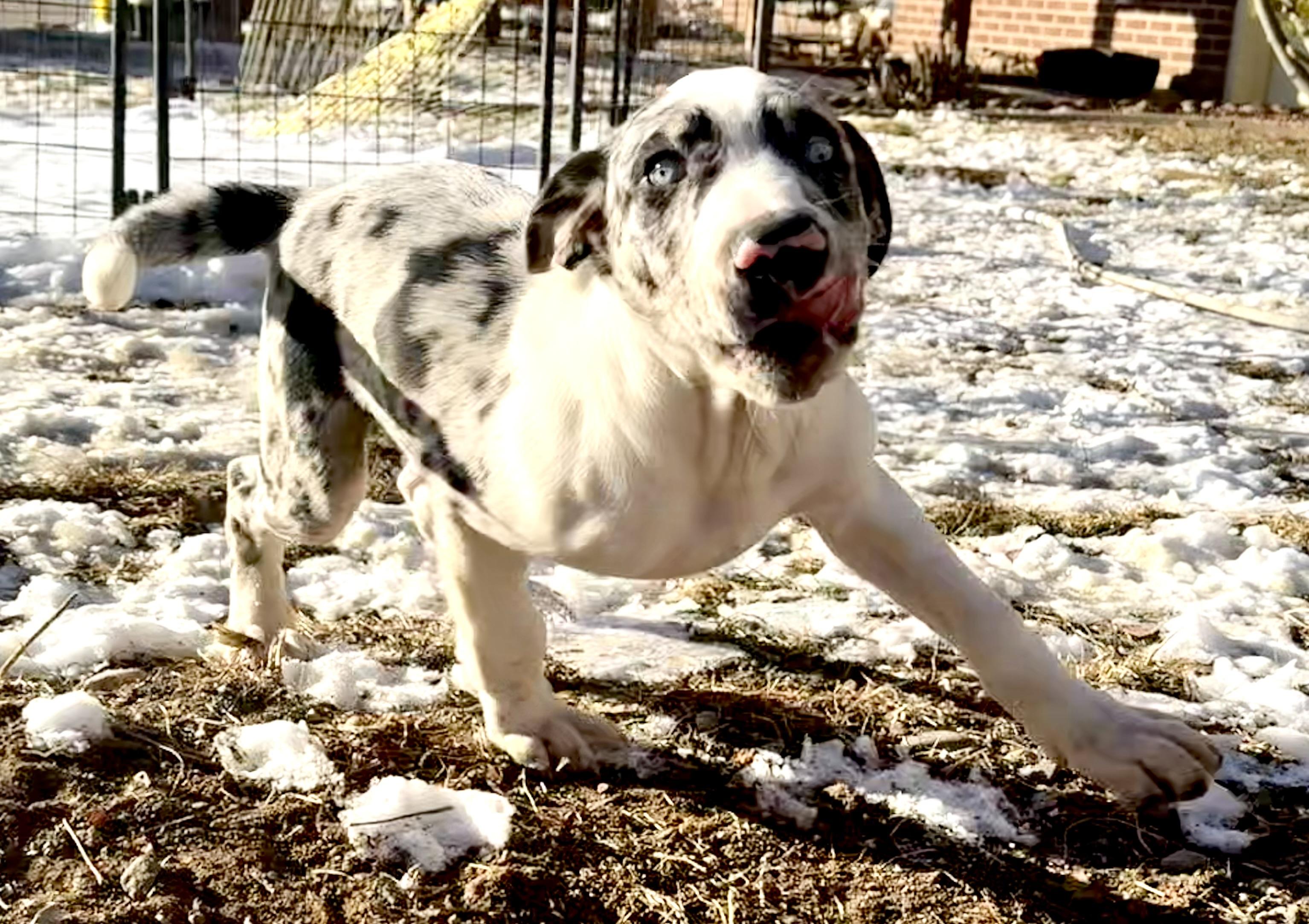 Enlarge Rhett, an adopted mixed breed in Delta, CO image 4/6