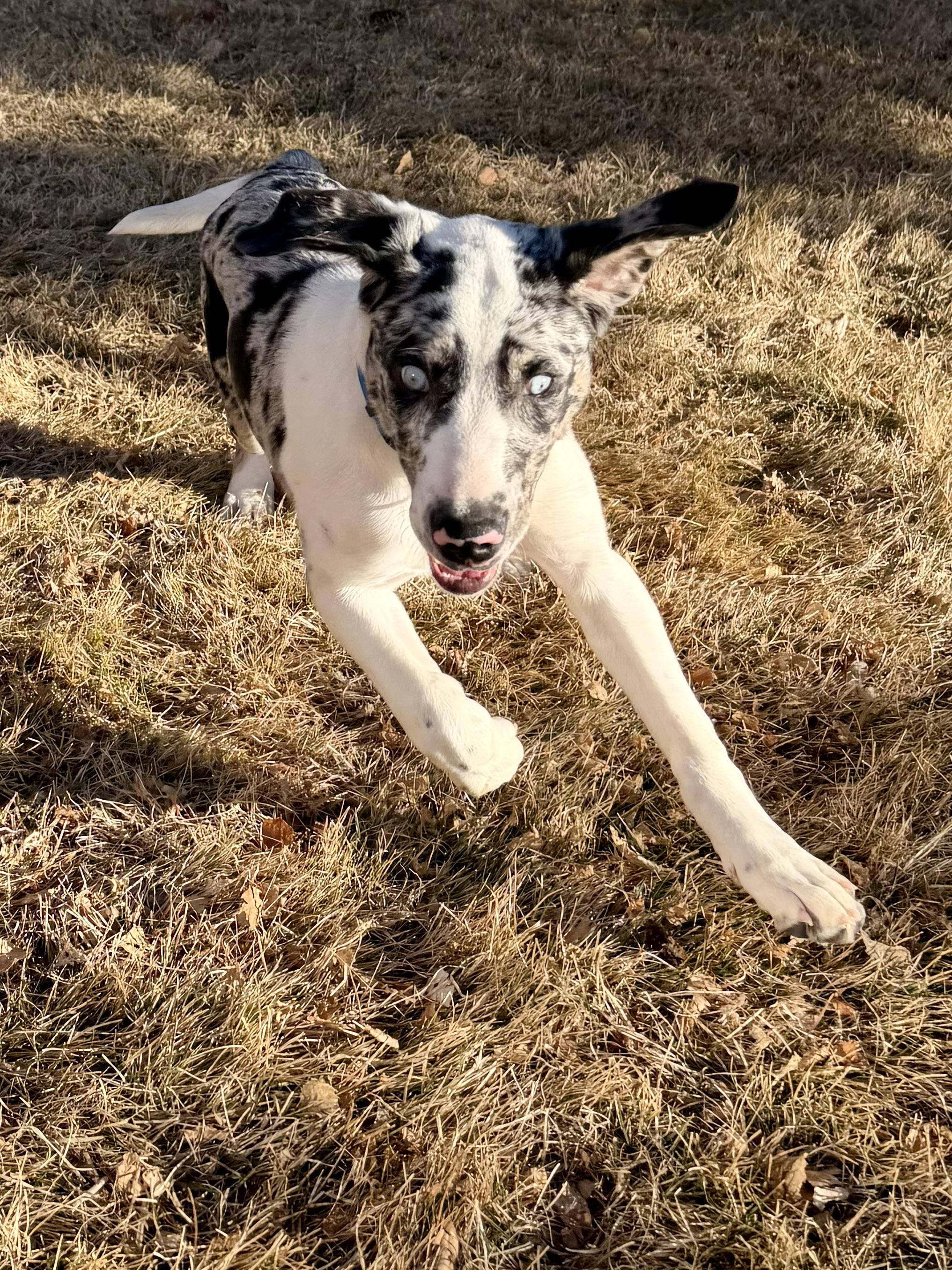 Enlarge Rhett, an adopted mixed breed in Delta, CO image 3/6
