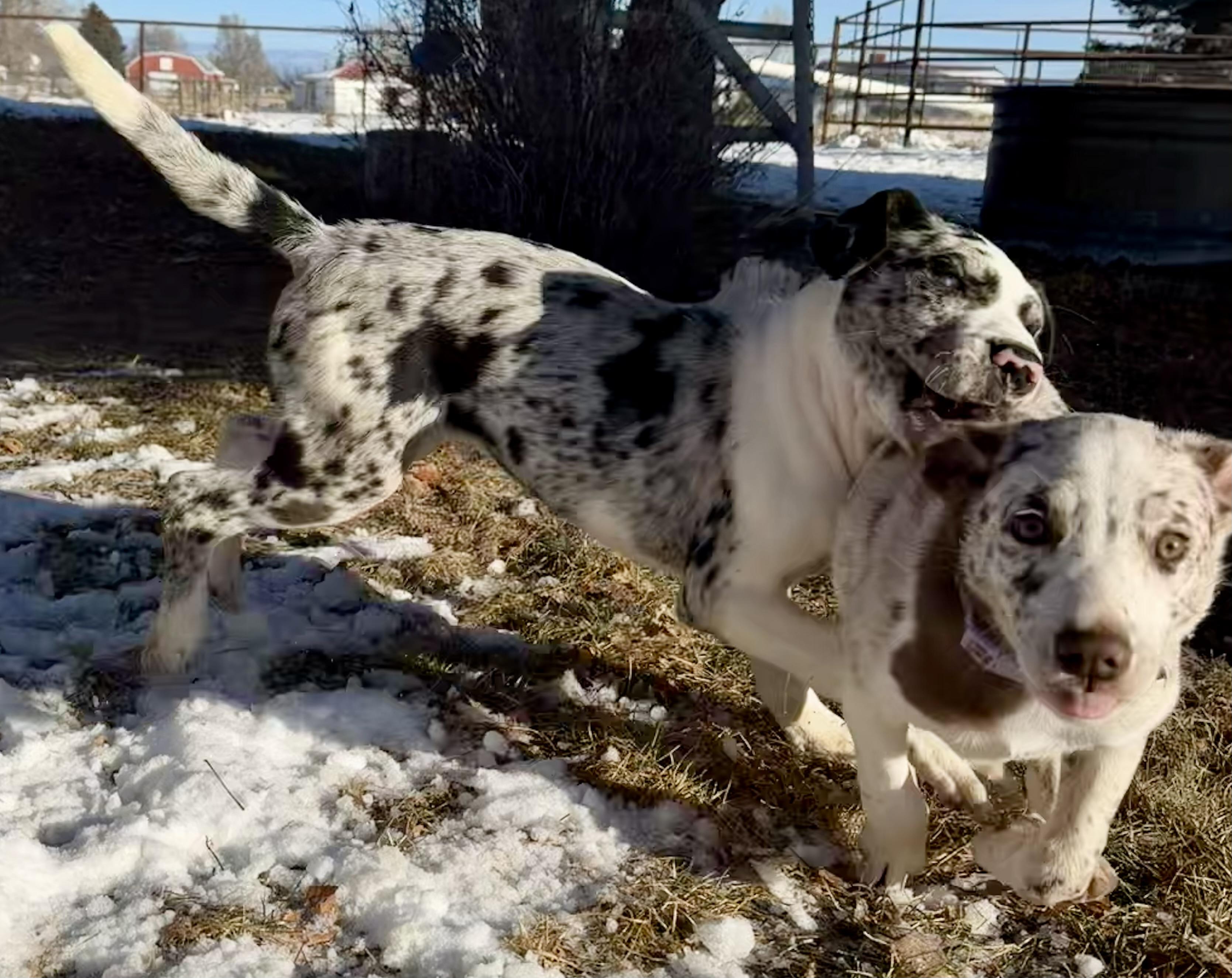 Enlarge Rhett, an adopted mixed breed in Delta, CO image 6/6