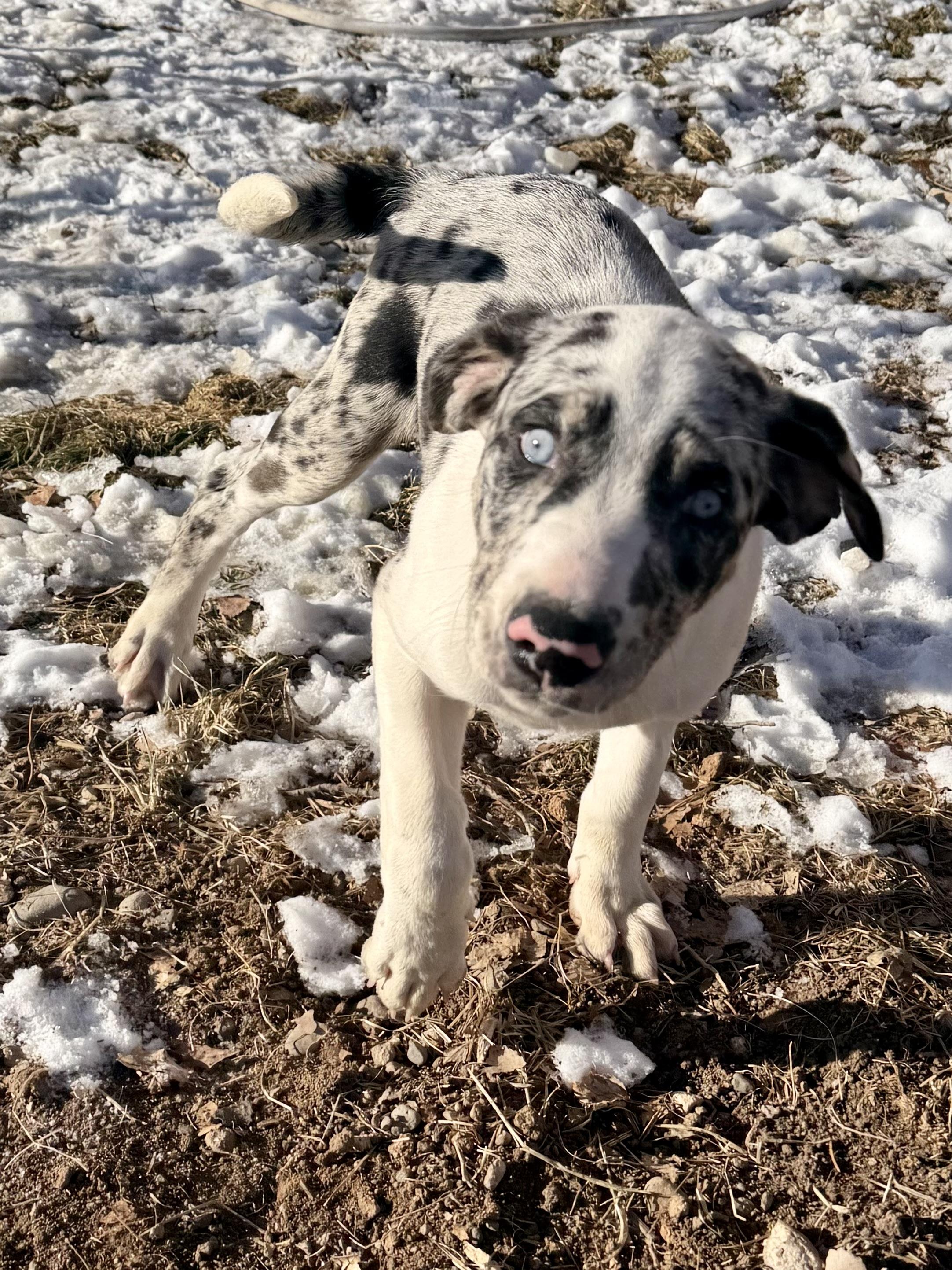 Enlarge Rhett, an adopted mixed breed in Delta, CO image 5/6