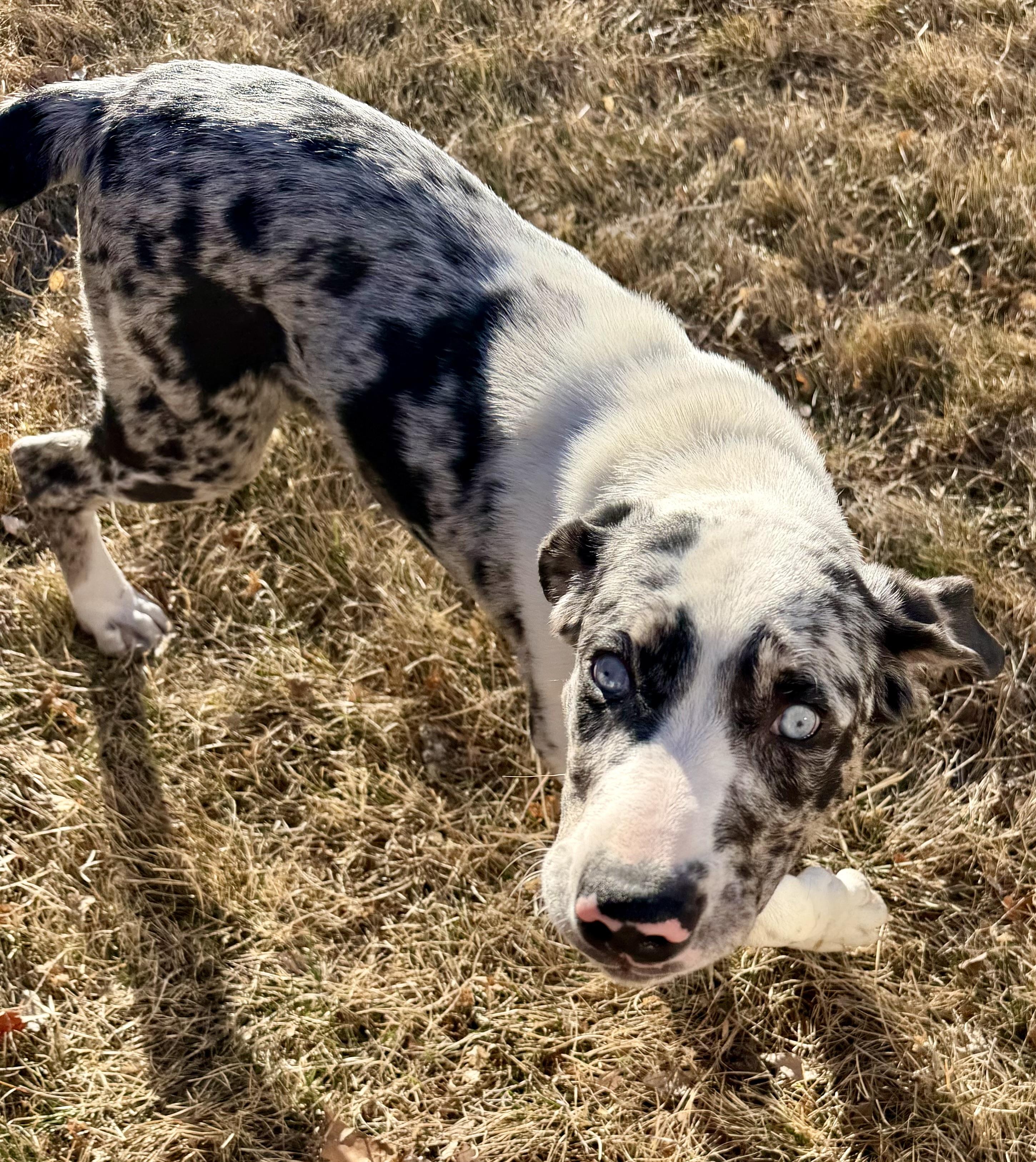 Enlarge Rhett, an adopted mixed breed in Delta, CO image 2/6