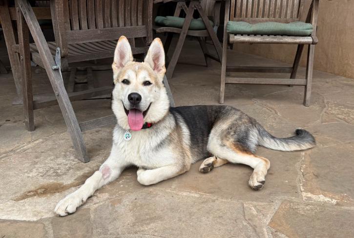 Enlarge Juno, a ADOPTABLE mixed breed in Los Angeles, CA image 1/1