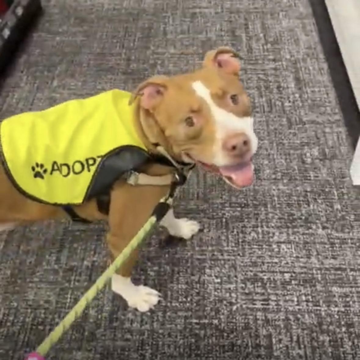 Enlarge Bubbles, a Adoptable mixed breed in St Petersburg, FL image 3/3