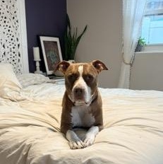 Enlarge Bubbles, a Adoptable mixed breed in St Petersburg, FL image 2/3