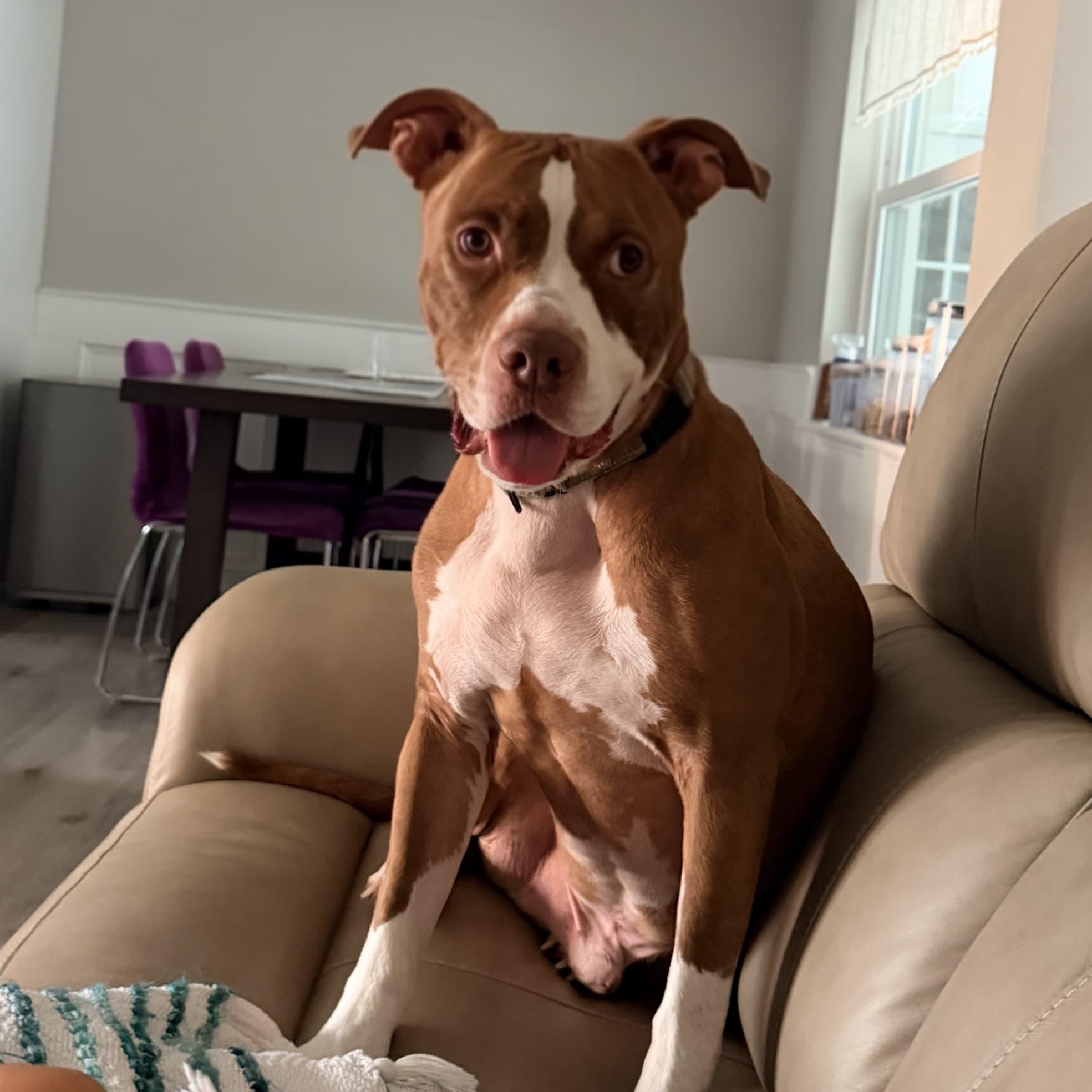 Bubbles, Adoptable, Adult Male Terrier.