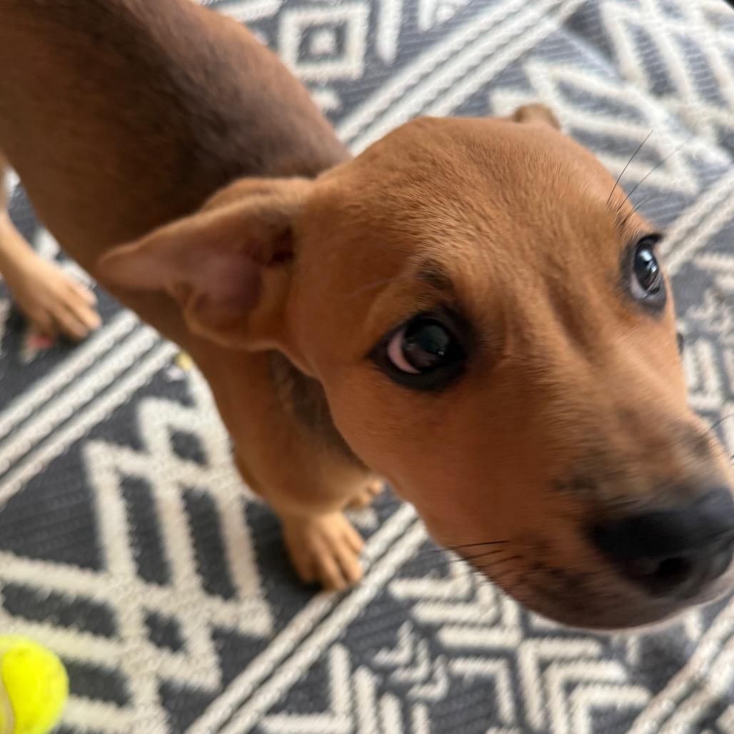 Woody, Adoptable, Puppy Male Mixed Breed.