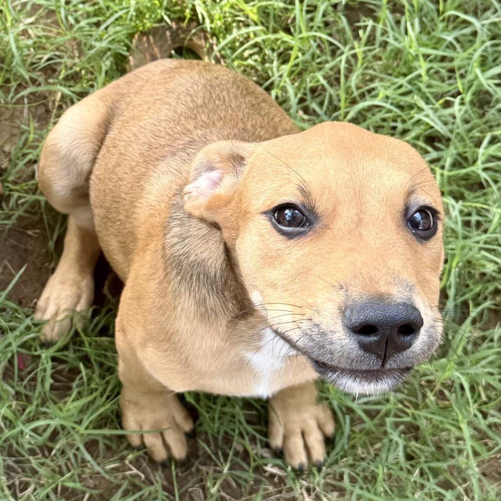 Enlarge Woody, a Adoptable Mixed Breed in Duncan, OK image 2/4