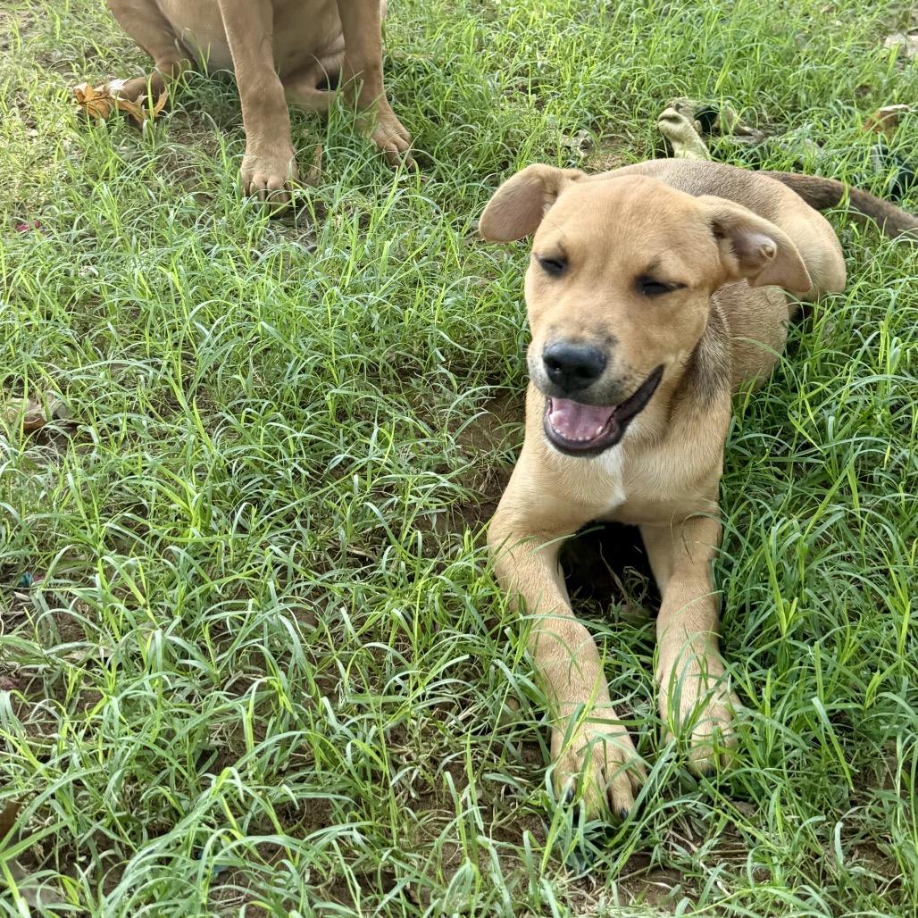 Enlarge Woody, a Adoptable Mixed Breed in Duncan, OK image 3/4