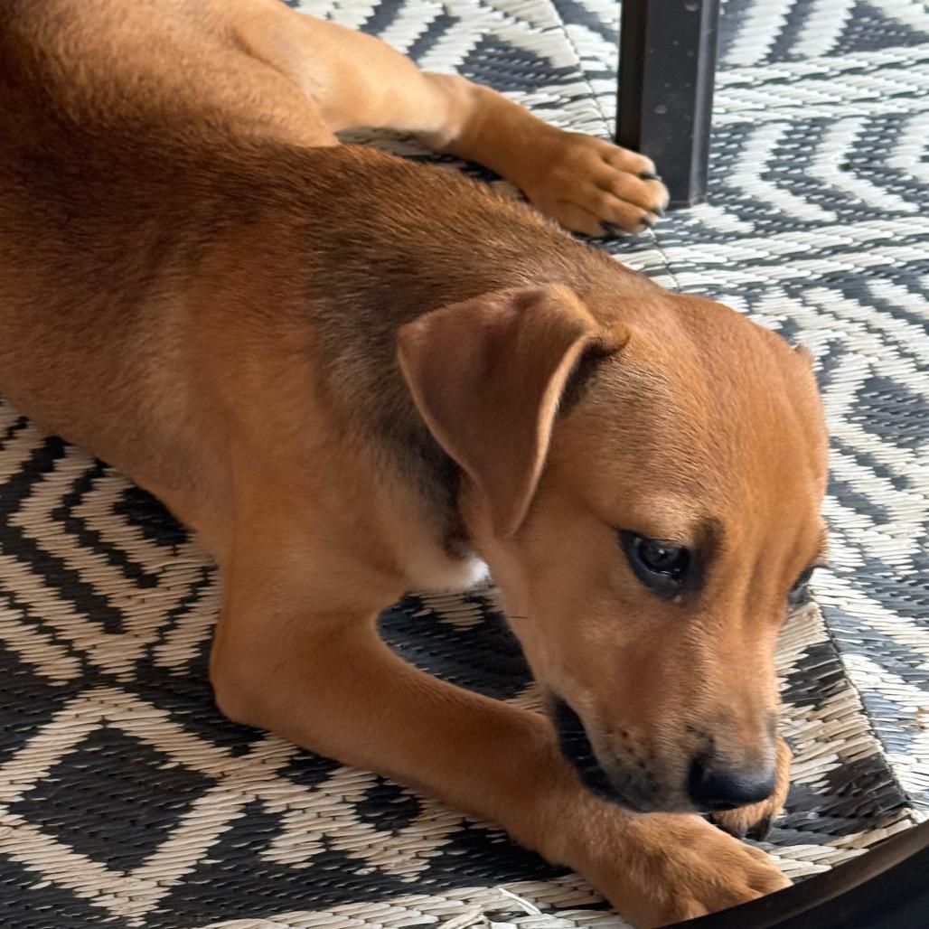 Enlarge Woody, a Adoptable Mixed Breed in Duncan, OK image 4/4