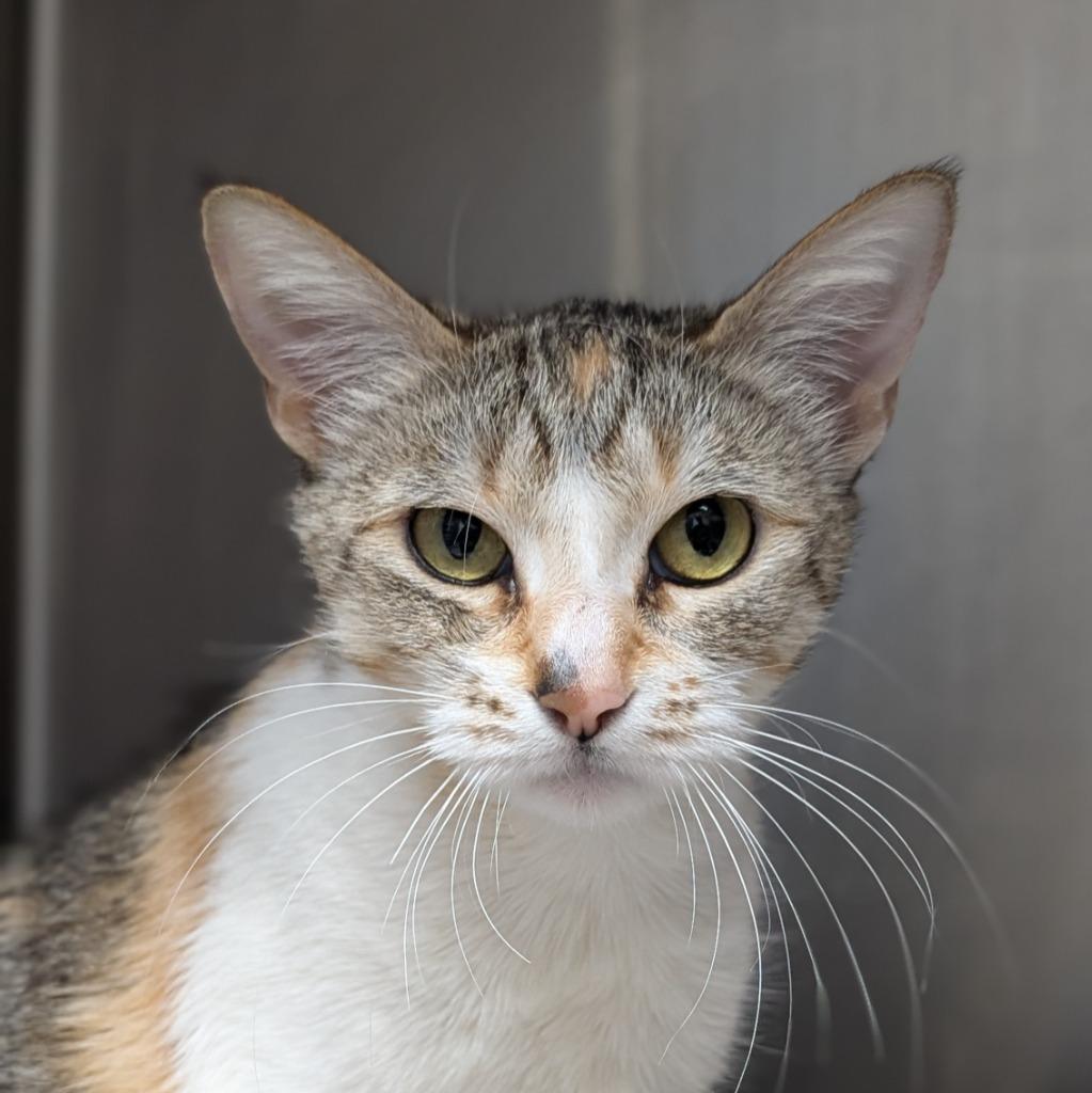 Enlarge Sloane, a Adoptable mixed breed in Shoreline, WA image 1/6