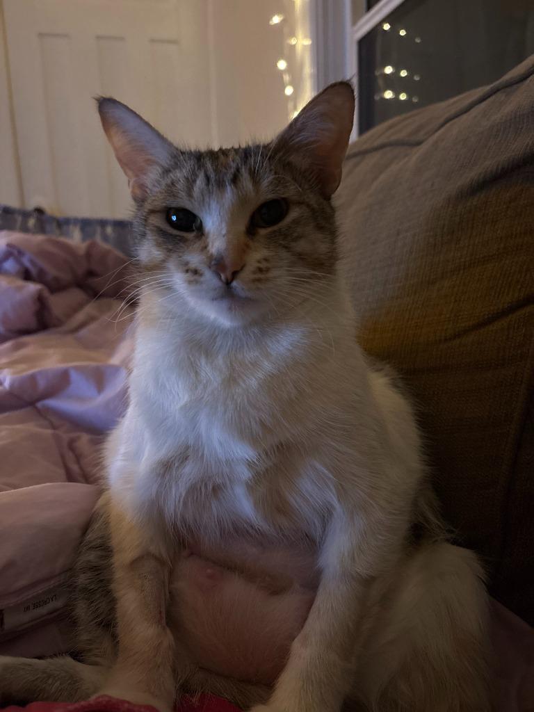 Enlarge Sloane, a Adoptable mixed breed in Shoreline, WA image 3/6
