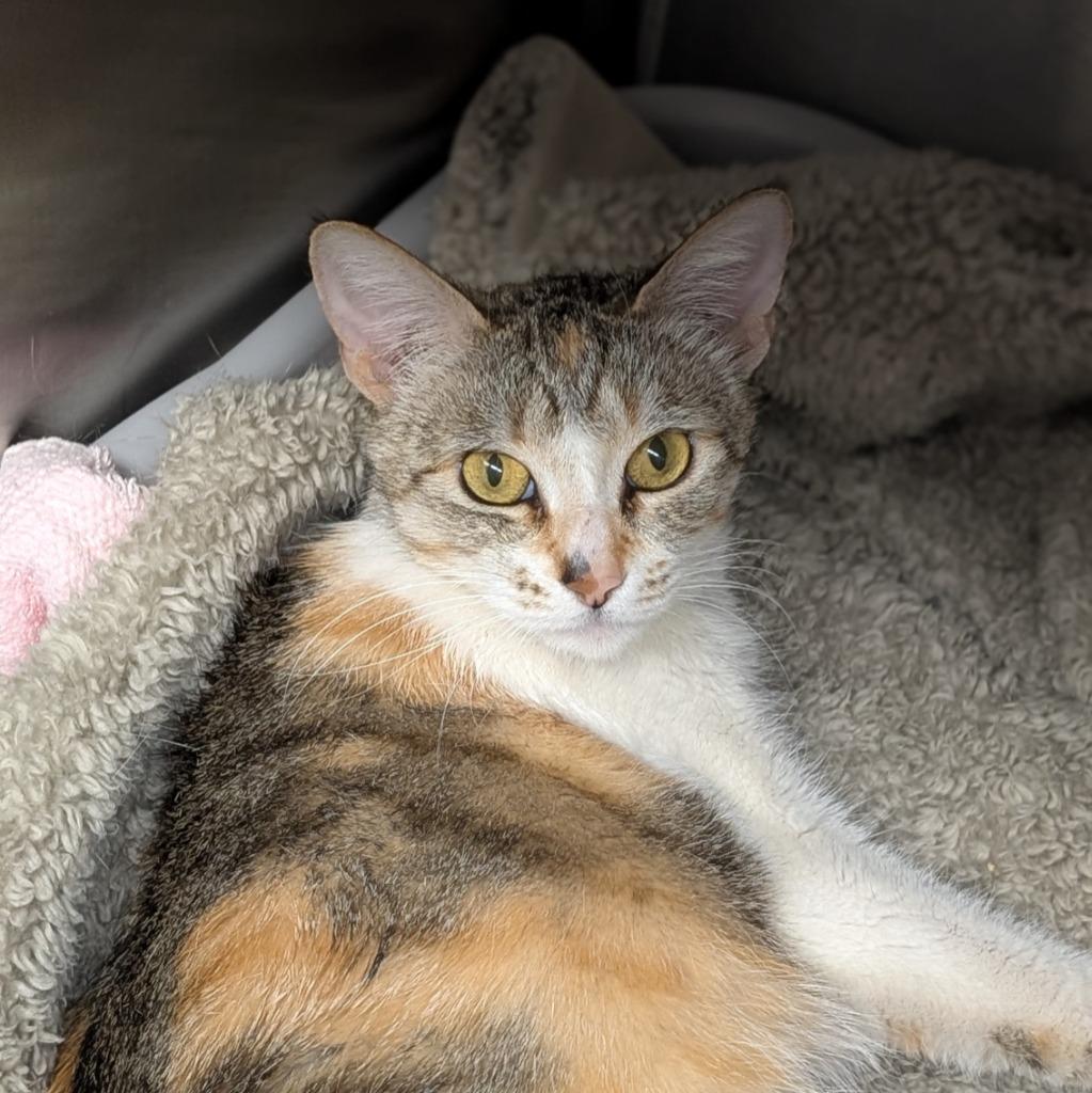 Enlarge Sloane, a Adoptable mixed breed in Shoreline, WA image 4/6