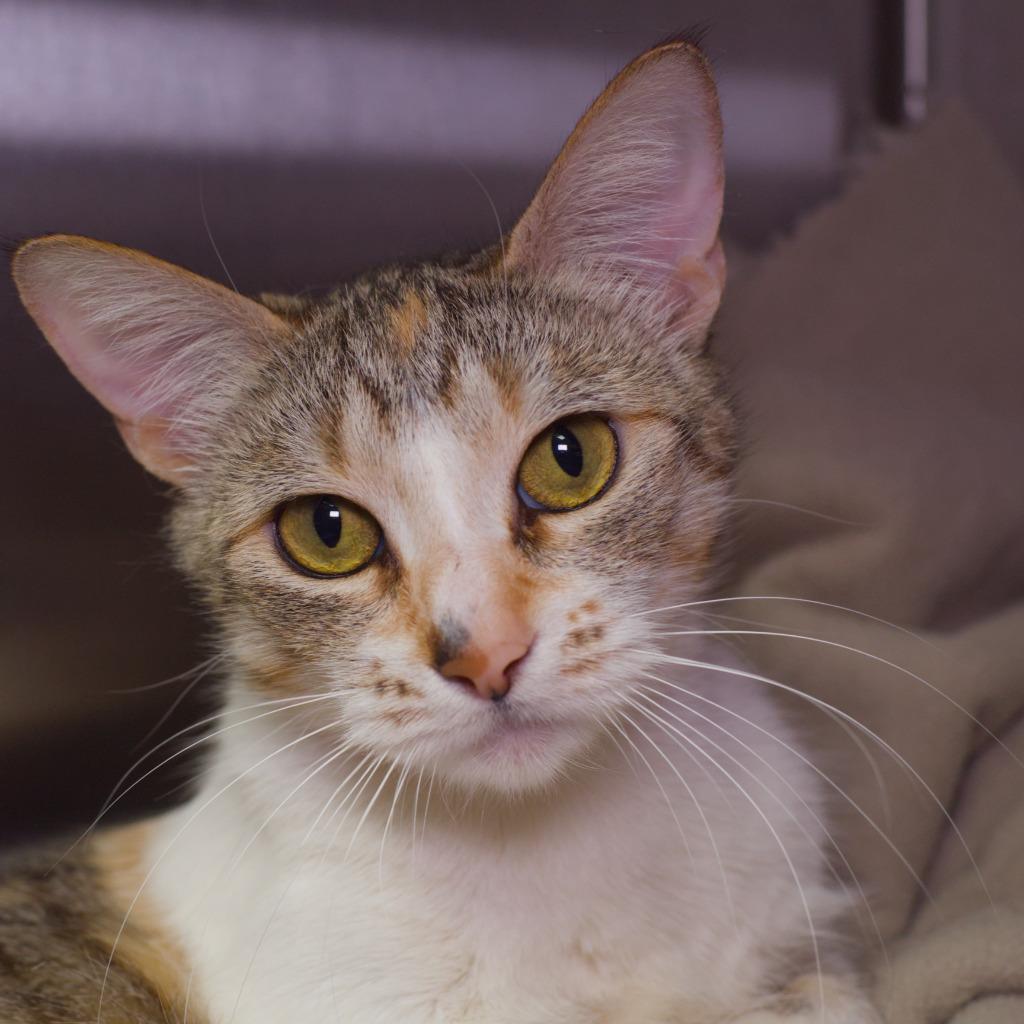 Enlarge Sloane, a Adoptable mixed breed in Shoreline, WA image 5/6