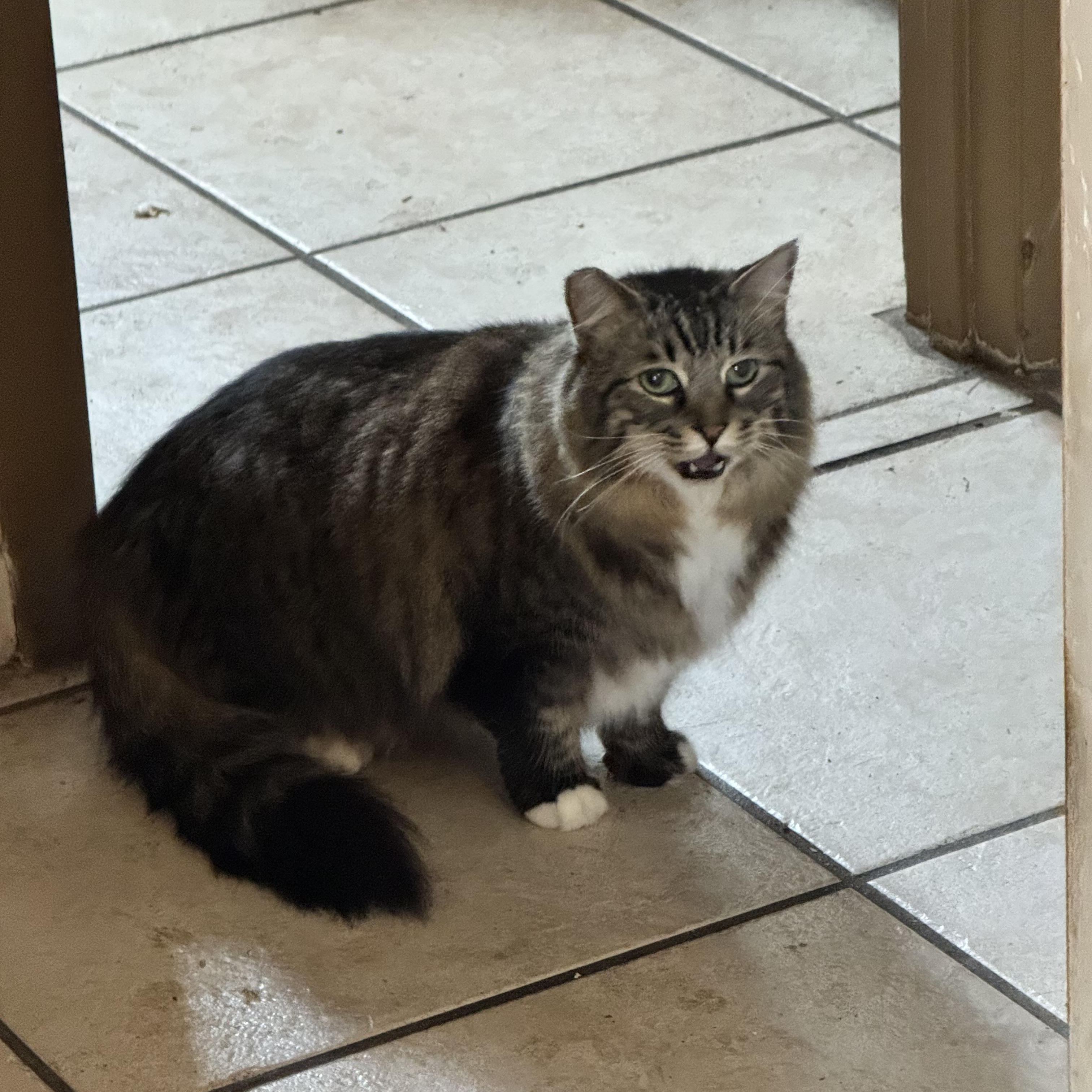 Enlarge Sierra, an adopted Maine Coon in Kissimmee, FL image 3/5