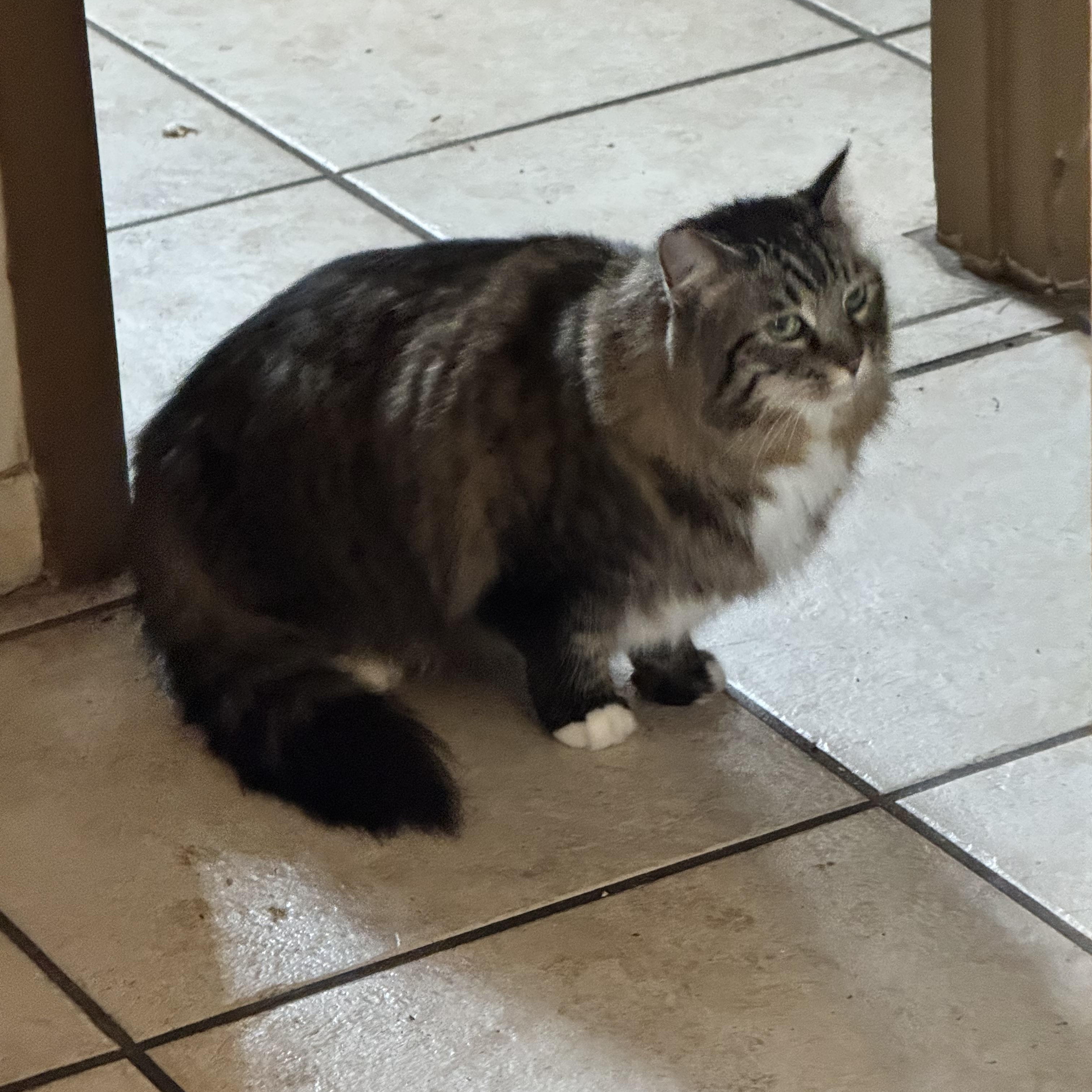 Enlarge Sierra, an adopted Maine Coon in Kissimmee, FL image 2/5