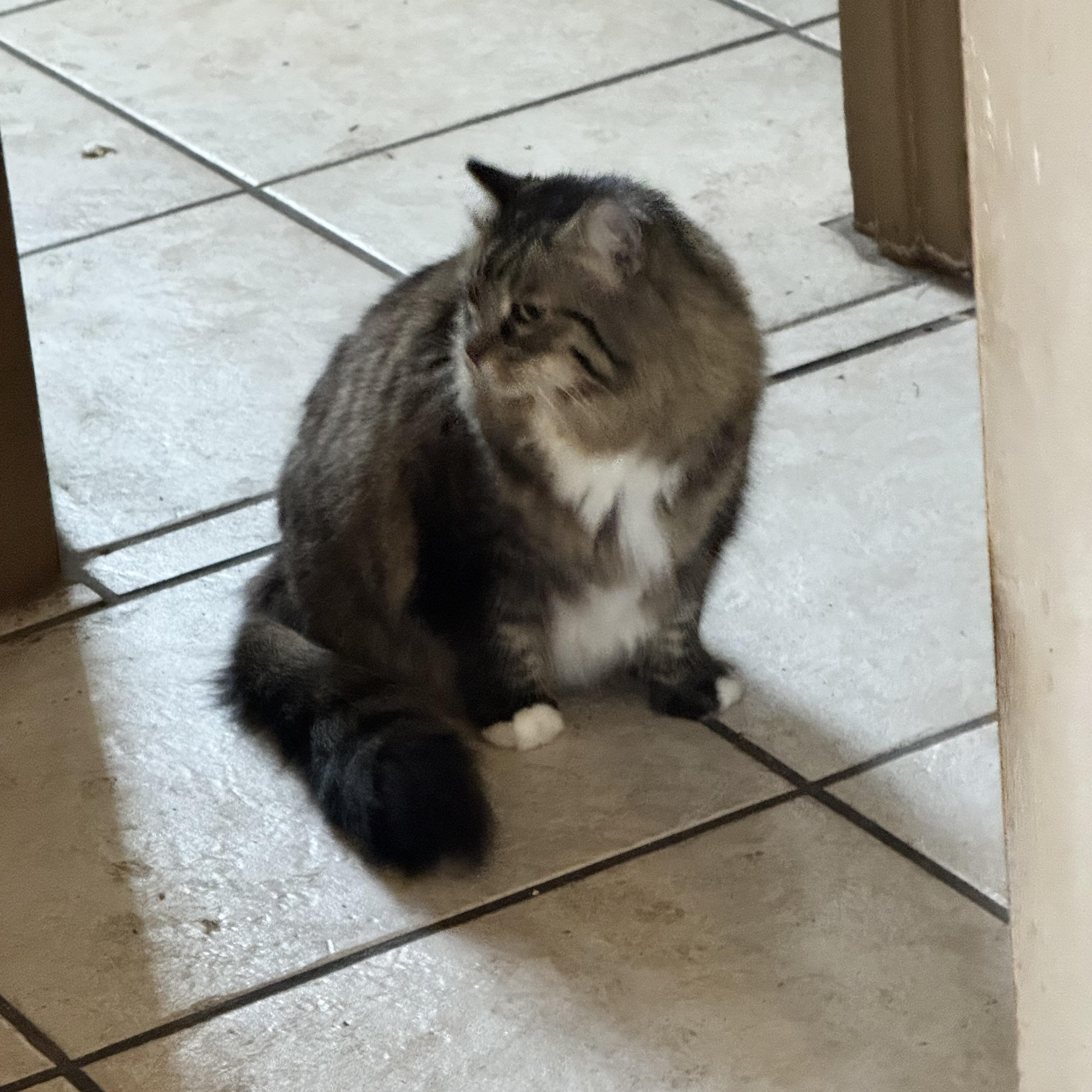 Enlarge Sierra, an adopted Maine Coon in Kissimmee, FL image 4/5