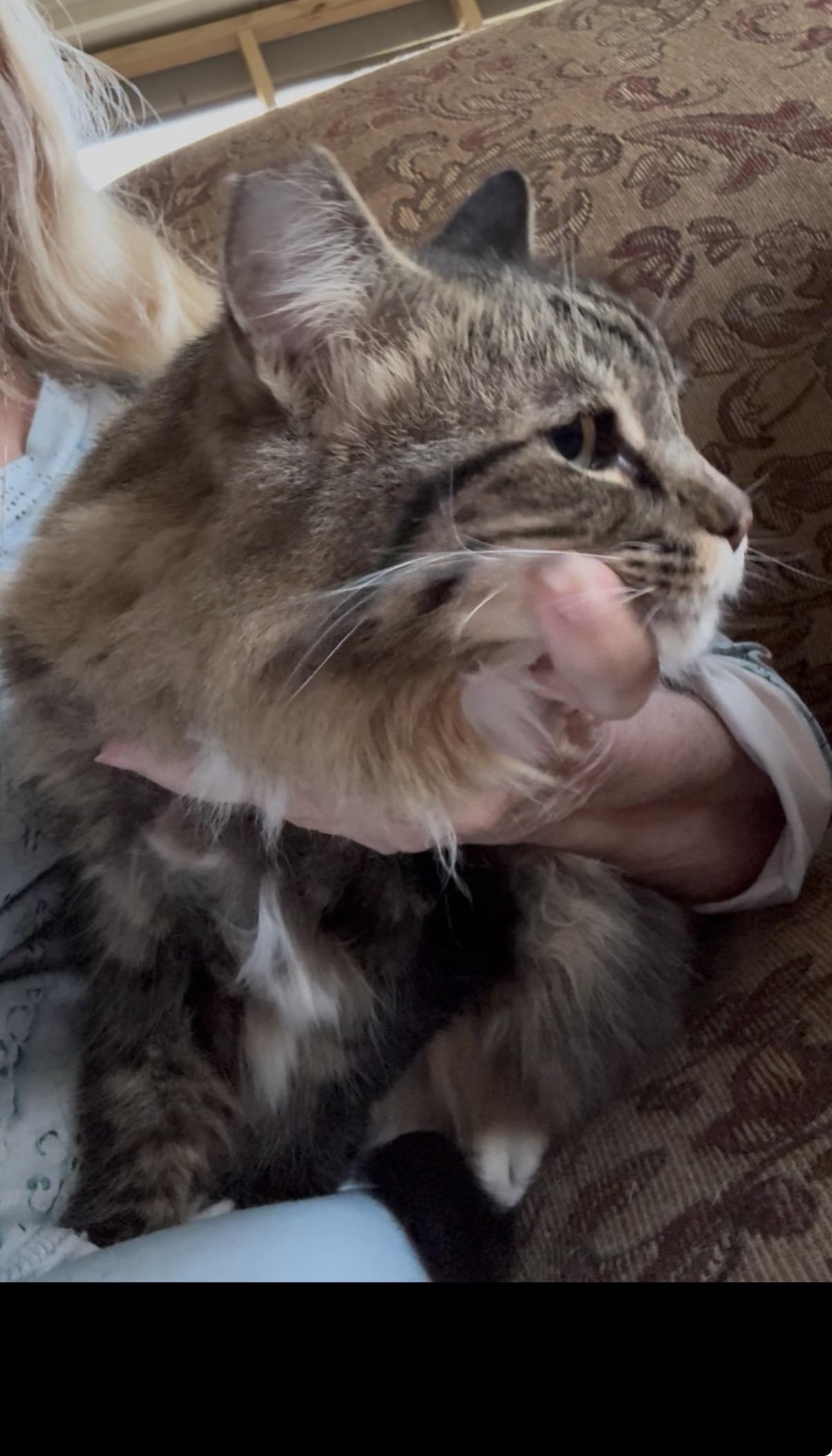 Enlarge Sierra, an adopted Maine Coon in Kissimmee, FL image 1/5