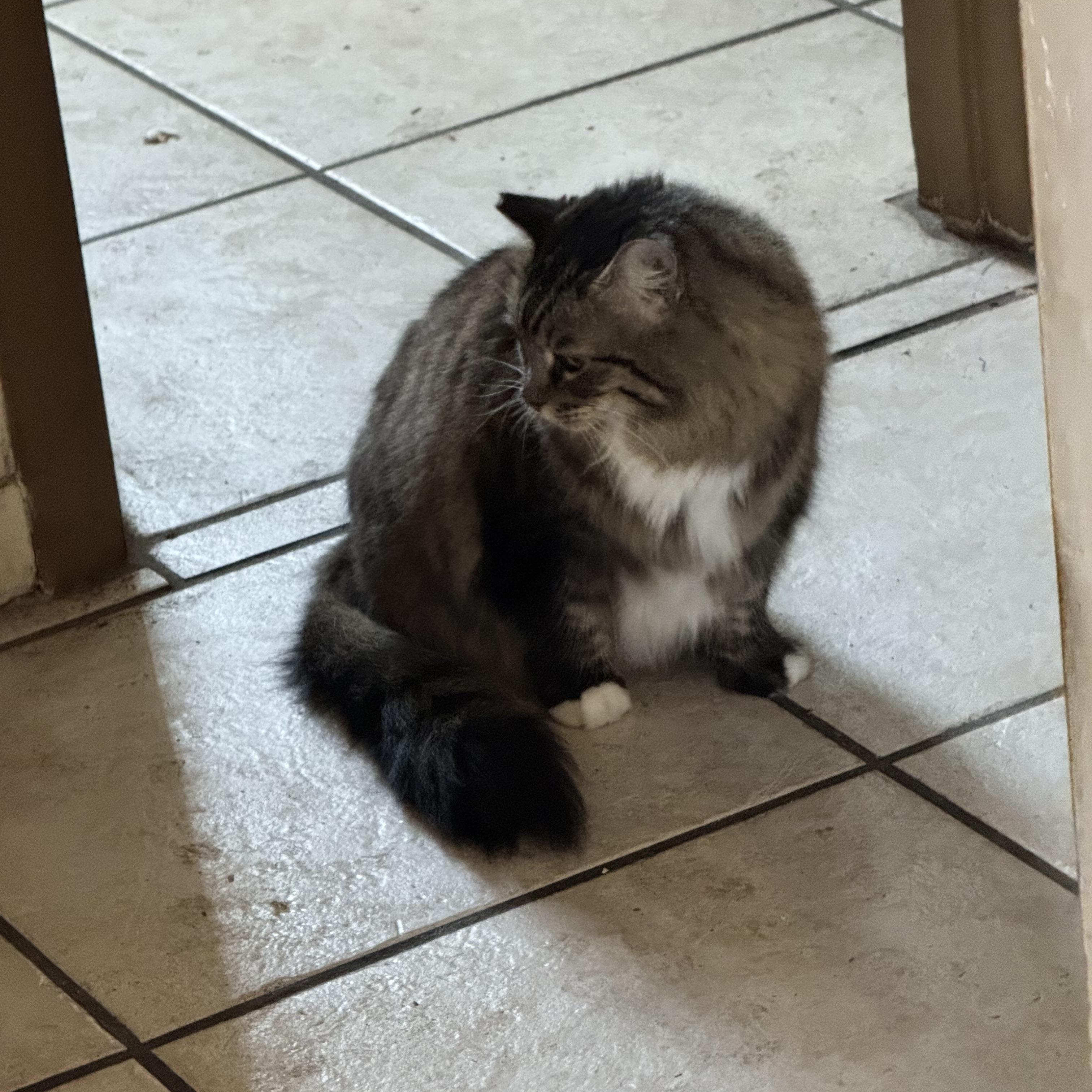 Enlarge Sierra, an adopted Maine Coon in Kissimmee, FL image 5/5