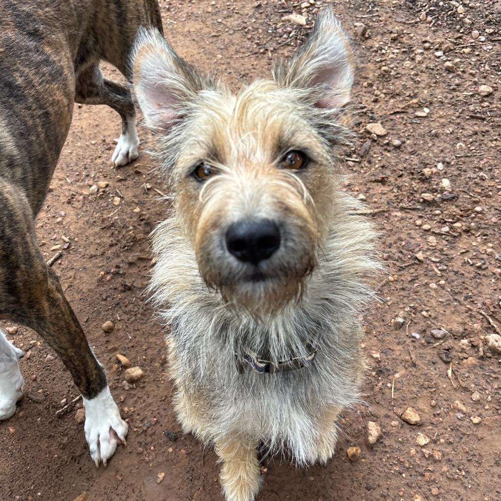 Dolly, Adoptable, Adult Female Terrier & Poodle.