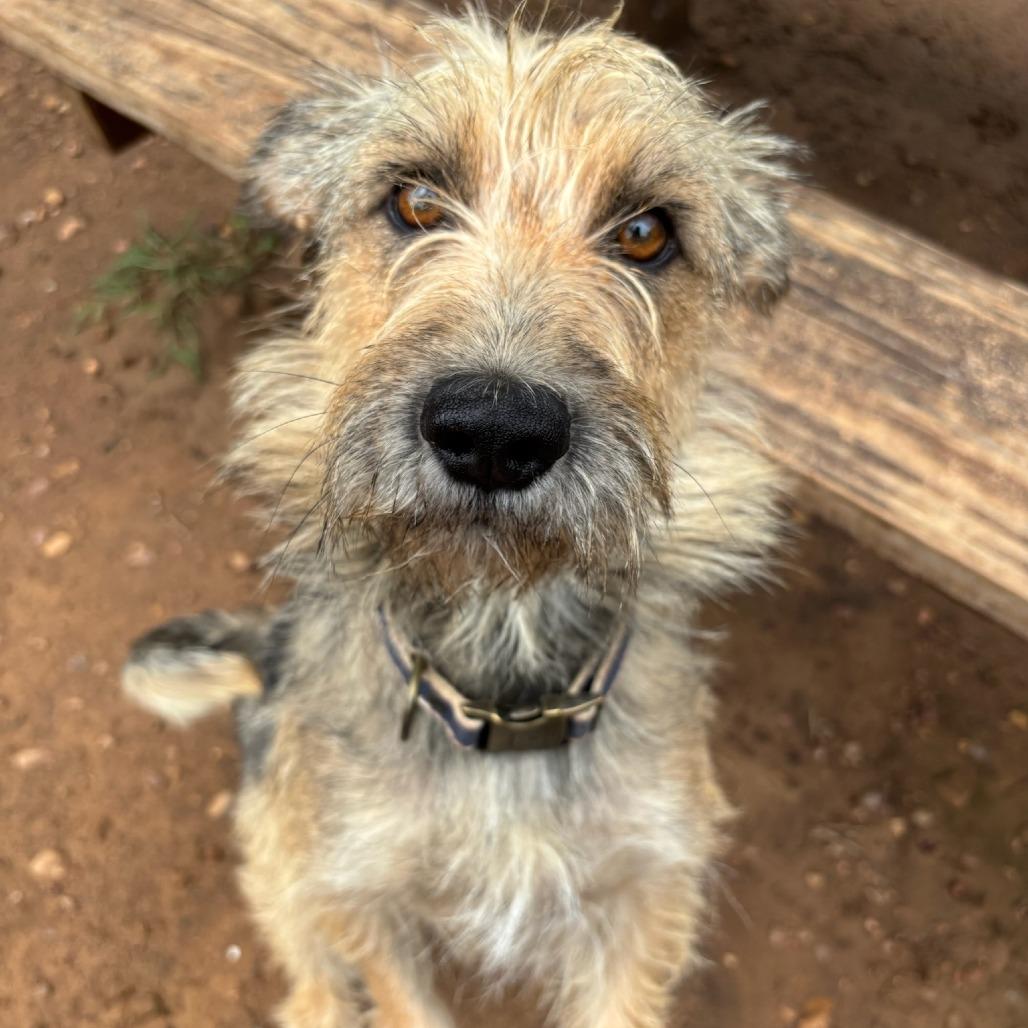 Enlarge Dolly, a Adoptable mixed breed in Cedar Creek, TX image 2/4