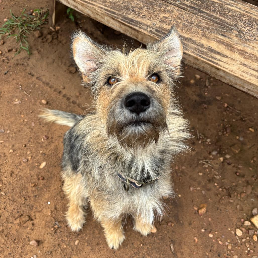 Enlarge Dolly, a Adoptable mixed breed in Cedar Creek, TX image 3/4