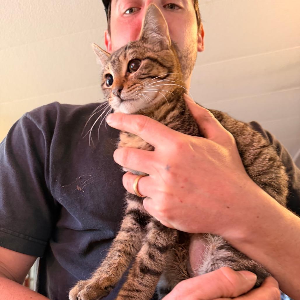 Arie, Adoptable, Kitten Male Domestic Short Hair.