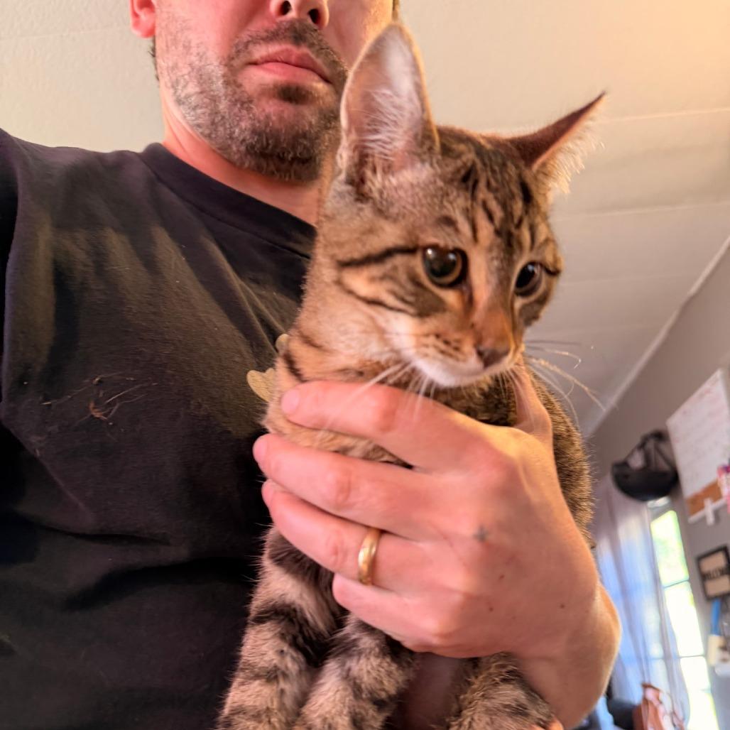 Arie, a Adoptable Domestic Short Hair in Coos Bay, OR image 2/2