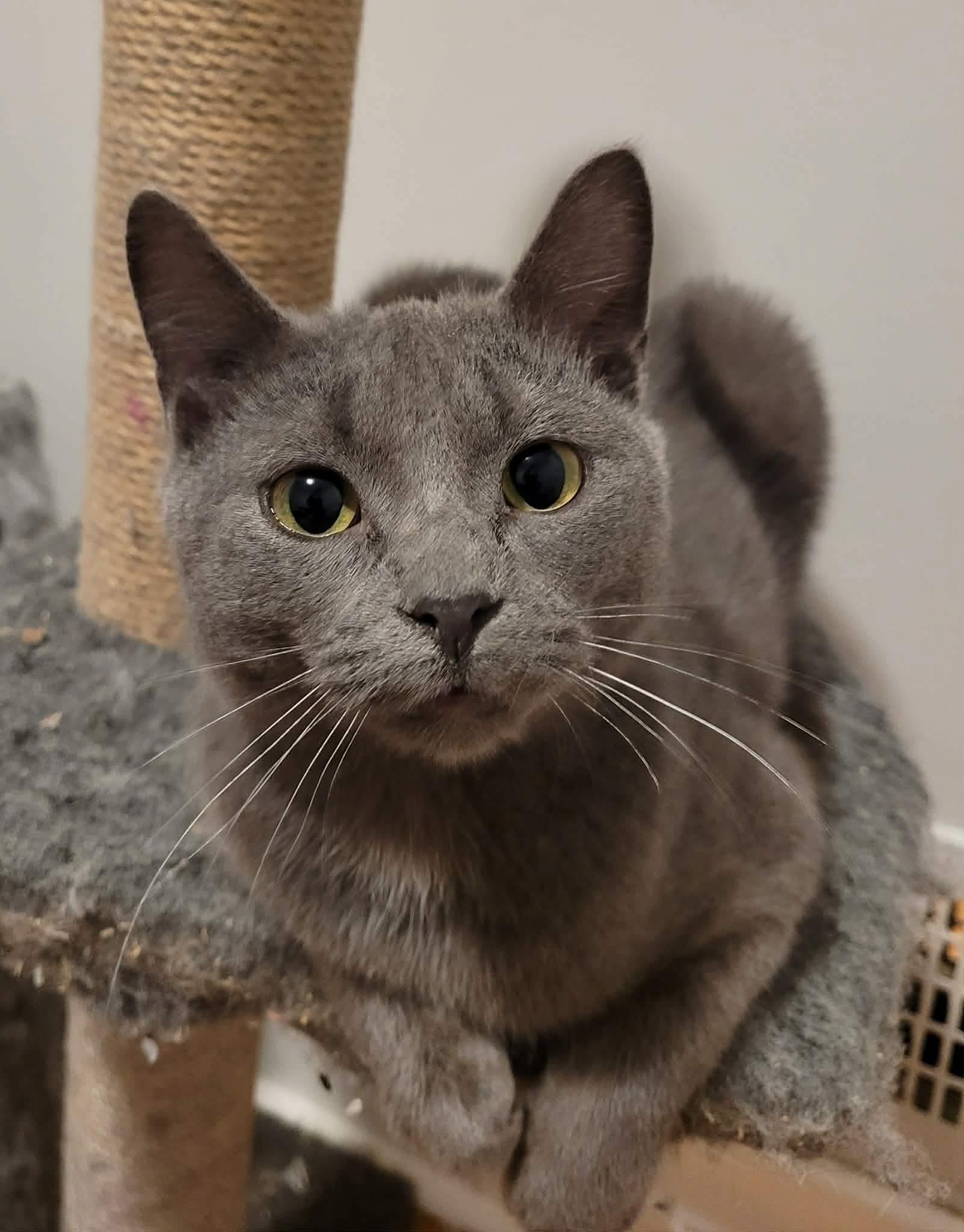 Boogie, ADOPTABLE, Adult Female Domestic Short Hair.