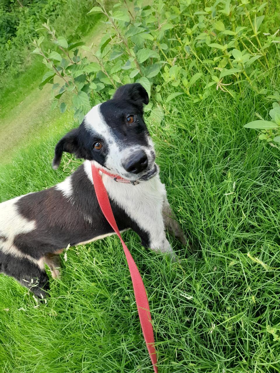 Miguel, Adult Male Mixed Breed