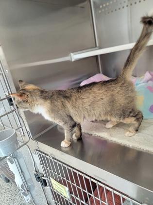 Fable, Adoptable, Adult Female Domestic Short Hair & Domestic Short Hair.