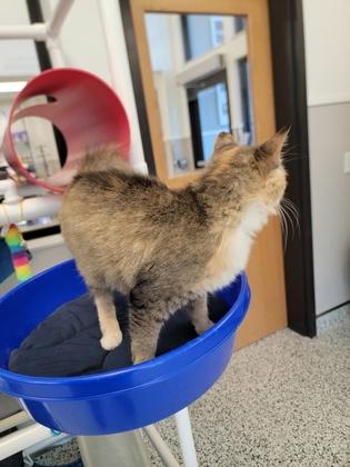 Enlarge Fable, a Adoptable mixed breed in Fergus Falls, MN image 2/3