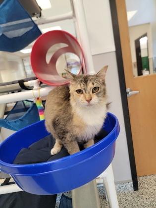 Enlarge Fable, a Adoptable mixed breed in Fergus Falls, MN image 3/3
