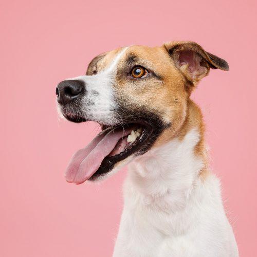 Thelma, Adoptable, Young Female Mixed Breed.
