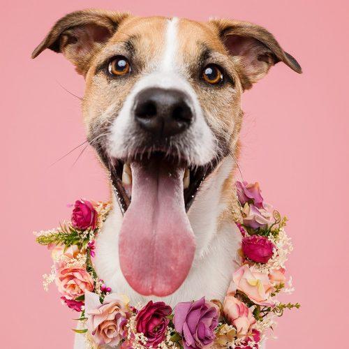 Enlarge Thelma, a Adoptable mixed breed in King City, ON image 2/5