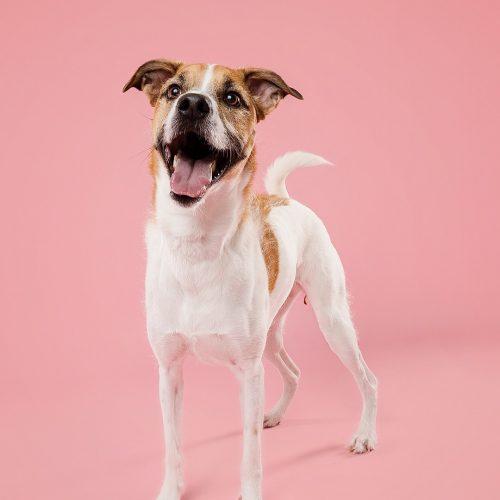 Enlarge Thelma, a Adoptable mixed breed in King City, ON image 3/5