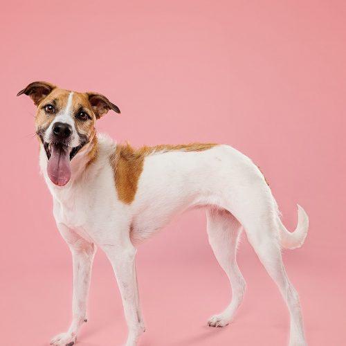 Enlarge Thelma, a Adoptable mixed breed in King City, ON image 4/5