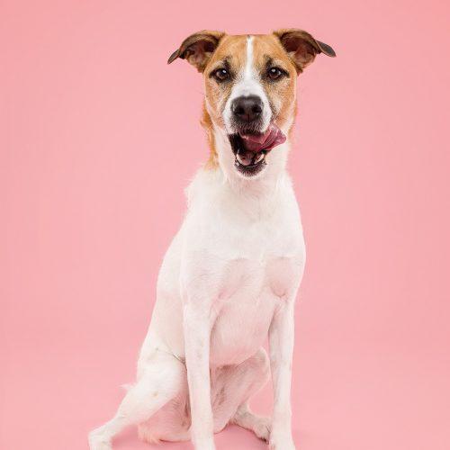 Enlarge Thelma, a Adoptable mixed breed in King City, ON image 5/5