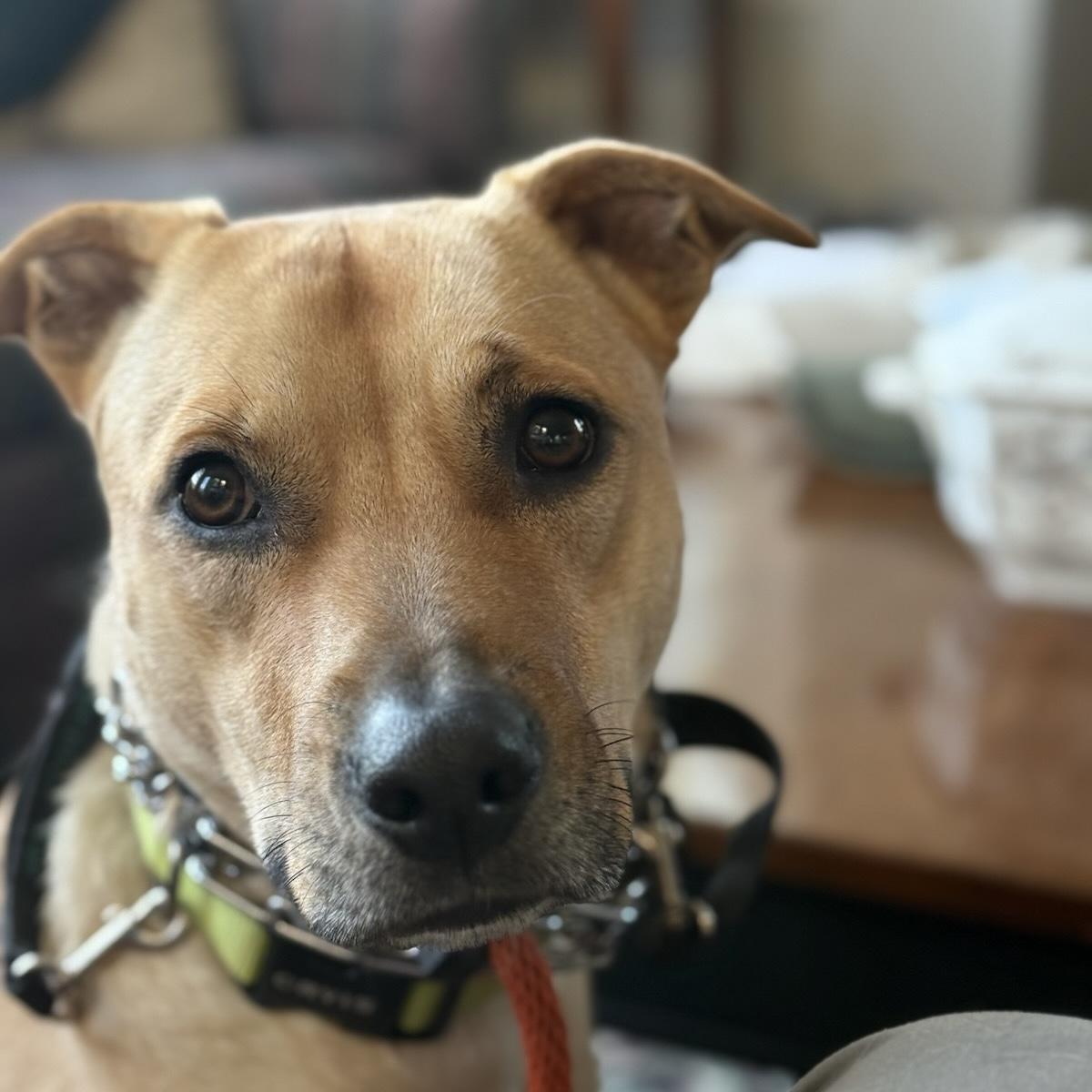 Gracie — thumbnail 2