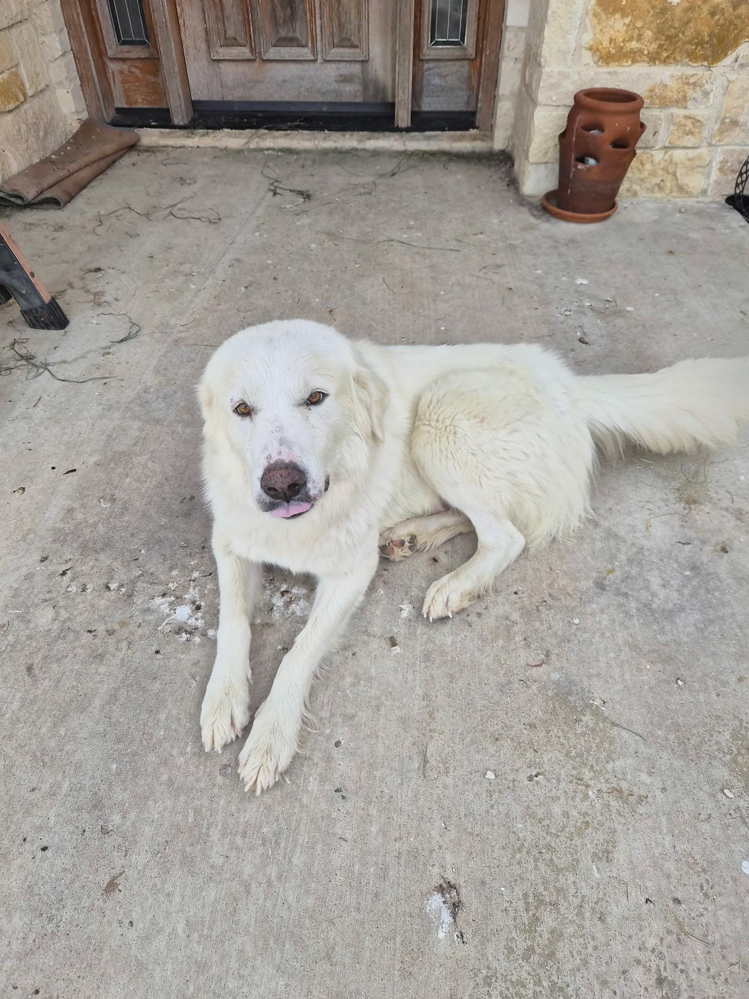 Butch ATX NA Hudson, a Adopted mixed breed in Quinlan, TX image 1/4